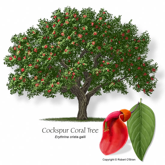 Cockspur Coral Tree